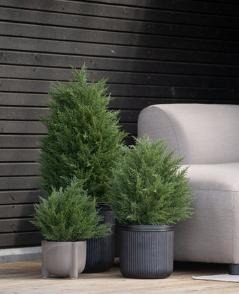 Drie groenblijvende planten in pot, waaronder een Kunstplant Conifeer deluxe UV 90 cm, staan op een houten vloer naast een lichtgrijze bank, met een donkerhouten muur erachter voor een elegant en onderhoudsvrij plantenaccent.