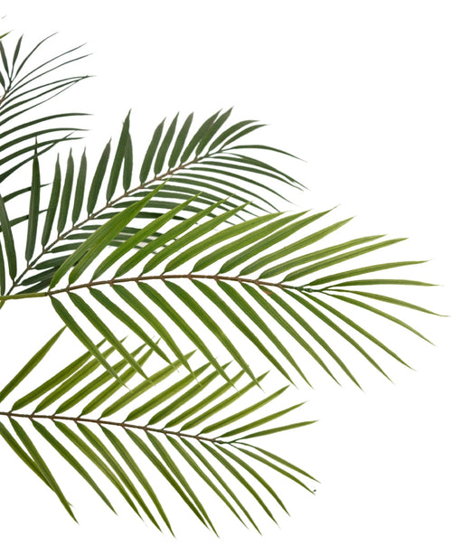 Närbild av artificiell palm Chamaedorea 83 cm med gröna, smala blad mot en vit bakgrund, skapar en naturlig och tropisk look.