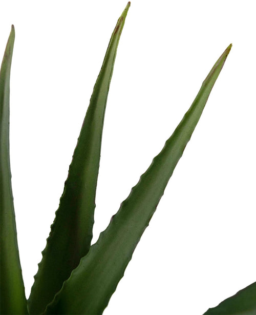 Närbild på konstgjord Aloe Vera-växt 45 cm med tre spetsiga, gröna blad med tandade kanter och en slät yta mot vit bakgrund.