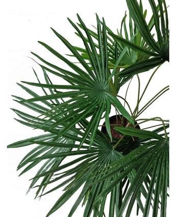 Ovanifrån av den konstgjorda växten Baby Palm Fan i kruka UV 50 cm, med frodigt gröna solfjäderformade blad som strålar ut från snygga dekorativa krukor mot en vit bakgrund.