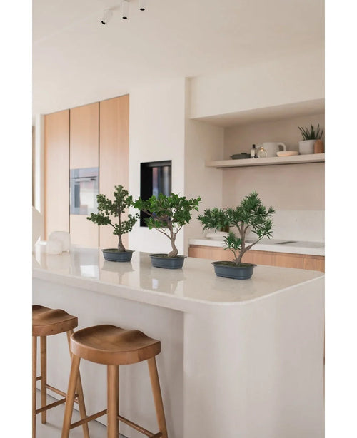 Tre konstgjorda Bonsai Podocarpus-växter 40 cm i krukor står på en vit köksö med två träpallar under. Det moderna köket har ljusa träskåp och öppna hyllor med växter och inredning.