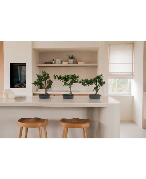 En konstgjord Bonsai Podocarpus-växt 40 cm i en rektangulär kruka står på en vit köksö med två träpallar, hyllor med porslin och växter bakom och solljus som skiner genom ett fönster med en beige nyans.