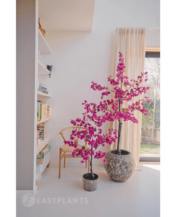 Två konstgjorda Bougainvillea 125 cm Lila med vibrerande lila blommor i strukturerade krukor lyser upp ett modernt rum, bredvid en trästol, bokhylla och ett stort fönster med beiga gardiner.