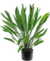 De Kunstplant Calathea 60 cm is een hoge kunstplant met veel lange, smalle groene bladeren met lichte en donkere patronen, gerangschikt in een eenvoudige zwarte pot tegen een witte achtergrond.