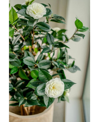 De Kunstplant Camellia japonica 100 cm heeft glanzend groene bladeren en twee witte kunstbloemen, die voor een elegant vleugje Japanse roos zorgen als je hem binnen bij het raam zet.