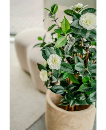De Kunstplant Camellia japonica 100 cm met glanzende groene bladeren en witte bloemen staat binnen naast een lichte stoel en een getextureerd vloerkleed.
