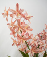 Artificiell Cymbidium 58 cm rosa har ljusrosa och persikofärgade orkidéer med gröna stjälkar och blad mot en vanlig vit bakgrund.
