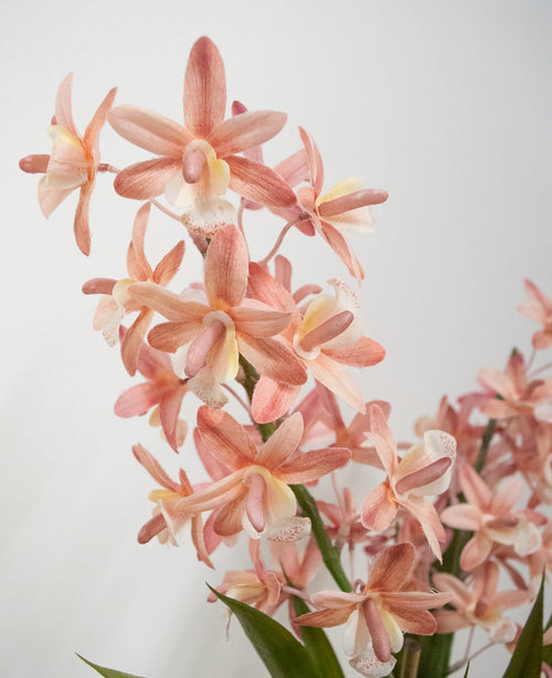 Artificiell Cymbidium 58 cm rosa har ljusrosa och persikofärgade orkidéer med gröna stjälkar och blad mot en vanlig vit bakgrund.