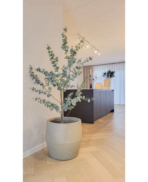 De Kunstplant Eucalyptus 150 cm, met zilvergroene bladeren, staat op een lichte houten vloer in een moderne minimalistische kamer met neutrale tinten en strakke meubels.