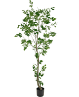 Den konstgjorda växten Ficus 210 cm är ett högt konstgjort träd med flera smala grenar och frodiga gröna blad i en liten svart kruka, mot en vanlig vit bakgrund.