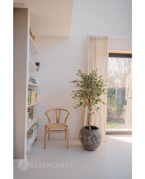 Ett ljust, minimalistiskt rum med en trästol bredvid den konstgjorda växten Ficus Brokig 150 cm, genomskinliga gardiner, ett stort fönster och en vit bokhylla med böcker och dekor. Solljuset faller mjukt in genom fönstret.