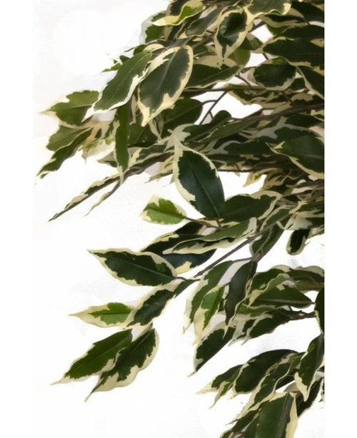 Den konstgjorda växten Ficus Brokig 150 cm har gröna blad med krämvita kanter, tätt anordnade på grenar för ett frodigt, naturtroget utseende mot en vanlig vit bakgrund.