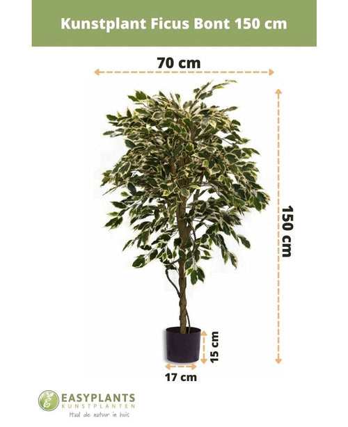 Den konstgjorda växten Ficus Brokig 150 cm från Easyplants har brokiga blad och levereras i en svart kruka (17 cm diameter, 15 cm hög). Den konstgjorda växten är 150 cm hög och 70 cm bred.