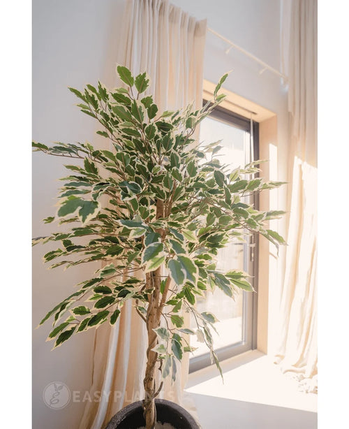 Den konstgjorda växten Ficus Brokig 150 cm, med gröna och vita färgglada blad, står i en kruka nära ett soligt fönster med ljusa gardiner som mjukt ramar in bakgrunden.