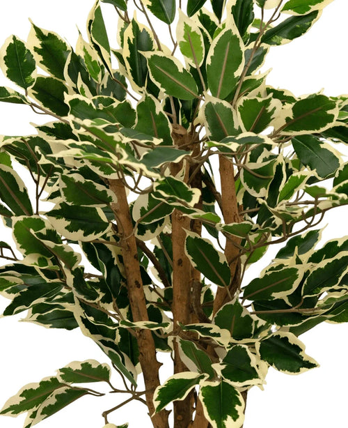 En närbild av den konstgjorda växten Ficus Grön/vit 90 cm, med gröna blad kantade i gräddvitt och flera bruna stjälkar, mot en vanlig vit bakgrund.