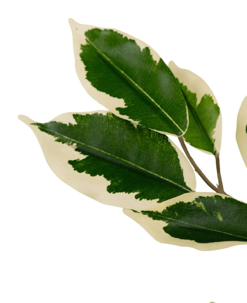 Den konstgjorda växten Ficus Grön/vit 90 cm har tunna stjälkar med flera färgglada gröna och krämvita blad, var och en med ett djupgrönt hjärta omgivet av en krämig vit kant, isolerad på en vit bakgrund.