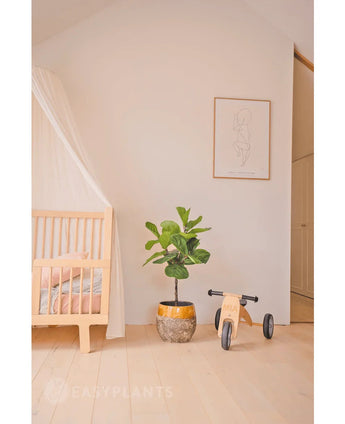 En minimal plantskola med en ljus träsäng, en genomskinlig baldakin, Artificiell Plant Ficus Tobacco Plant Deluxe 90 cm, träleksaker märkta Mia och ett minimalistiskt linjekonst inramat tryck på en vanlig vit vägg.