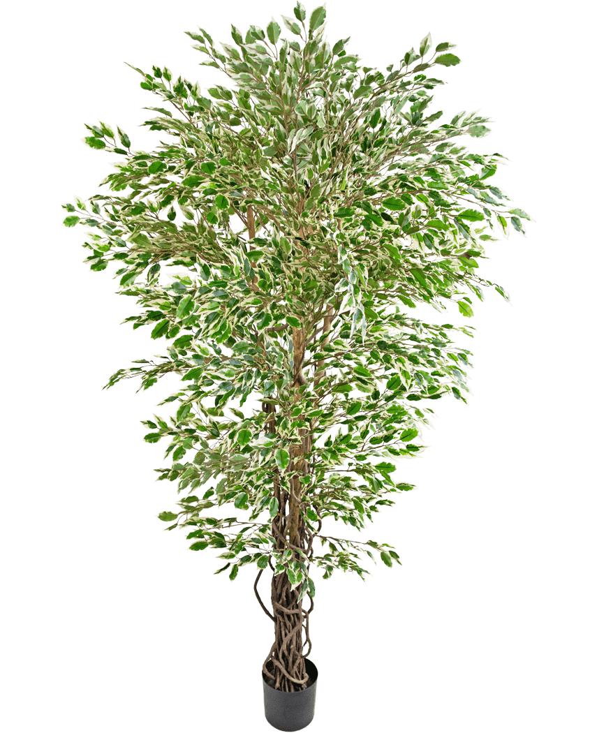 Den konstgjorda växten Hawaiian Ficus Liana 180 cm är ett högt konstgjort träd med gröna och vita färgglada löv i en svart kruka, mot en vanlig vit bakgrund.