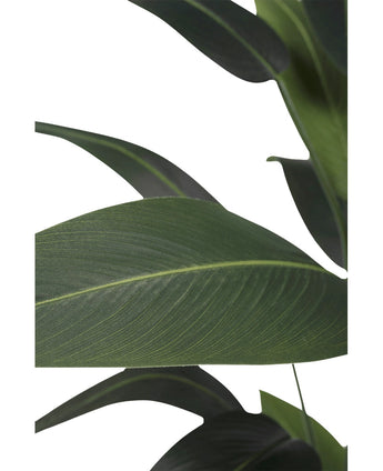 Close-up van grote, overlappende donkergroene bladeren met zichtbare nerven van de Kunstplant Heliconia 180 cm, tegen een witte achtergrond - ideaal voor iedereen die kunstplanten wil kopen of zijn decor wil verfraaien met een heliconia kunstplant.