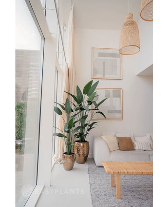 Een lichte, moderne woonkamer met grote ramen, meubilair in neutrale tinten, twee Kunstplant Heliconia 180 cm in goudkleurige potten met textuur, een geweven salontafel, minimalistische muurkunst en natuurlijk licht dat de ruimte vult.
