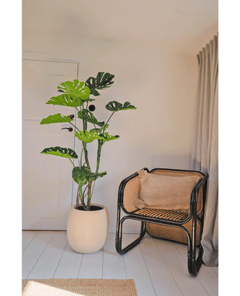 Een Kunstplant Monstera 150 cm staat naast een rotan stoel met een bruin kussen in een lichte, minimalistische kamer met witte muren, lichthouten vloeren en beige gordijnen.