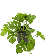 En konstgjord växt Monstera 18 cm i kruka.