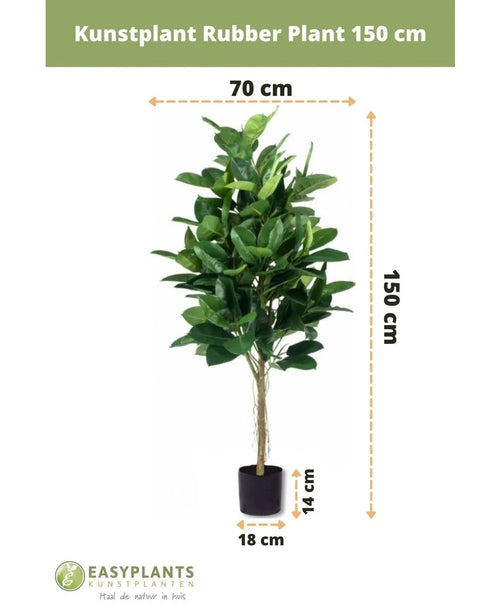 Konstgjord växt Gummiväxt 150 cm med mörkgröna blad i stilren svart kruka. Höjd: 150 cm, bredd: 70 cm, krukdiameter: 18 cm, krukhöjd: 14 cm - perfekt för dekorativa krukor.