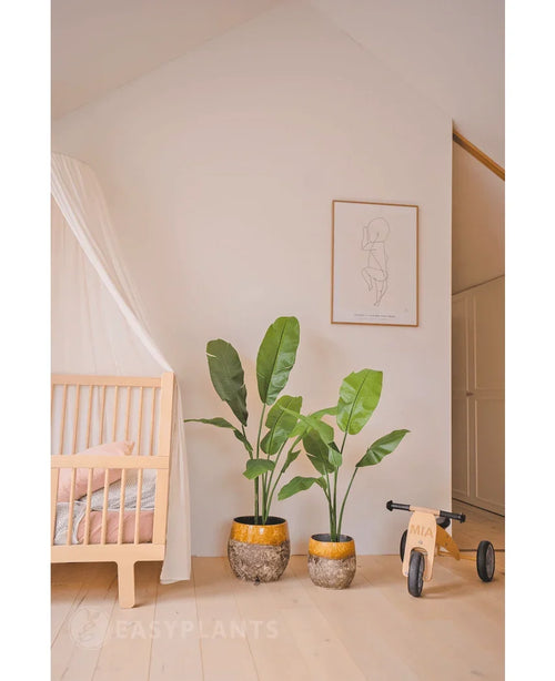 Ett mysigt barnrum med en spjälsäng i trä, en lyxig Konstväxt Strelitzia Nicolai 120 cm, en inramad minimalistisk linjeteckning på väggen och en liten balanscykel i trä med etiketten MIA på ett ljust trägolv.