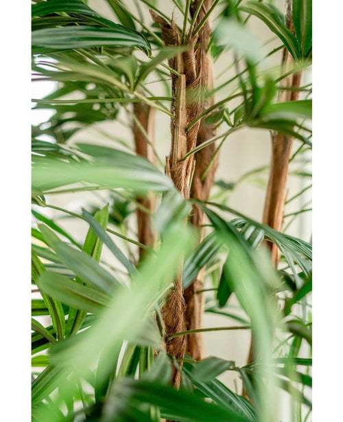 Närbild av Lady Artificiell Palm 210 cm, med de gröna, långa smala bladen och fluffiga bruna stjälkar mot en mjukt vag ljus bakgrund.