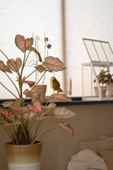 Den 90 cm konstgjorda Caladium-växten, rosa med rosafärgade löv, tar en stolthet på en fönsterbräda, tillsammans med andra växter, dekorationer och ett vitt miniväxthus, allt badat i mjukt naturligt ljus som fyller det mysiga rummet.