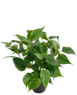 En livlig konstgjord växt Philodendron i en 35 cm kruka med hjärtformade blad sitter i en snygg svart kruka, mot en vanlig vit bakgrund.