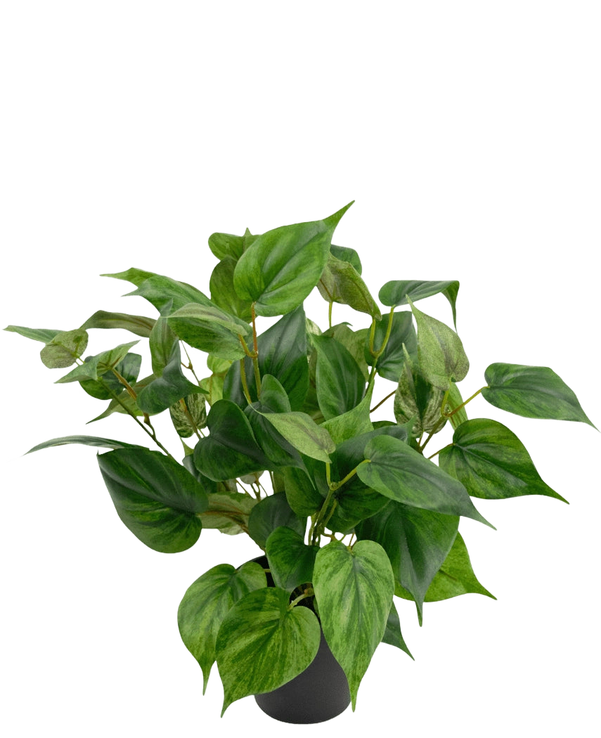 En livlig konstgjord växt Philodendron i en 35 cm kruka med hjärtformade blad sitter i en snygg svart kruka, mot en vanlig vit bakgrund.