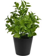 Kunstplant Perilla 25 cm: Een levendige groene bladplant met gekartelde randen in een eenvoudige zwarte pot, perfect om een vleugje natuur toe te voegen aan elke kamer.