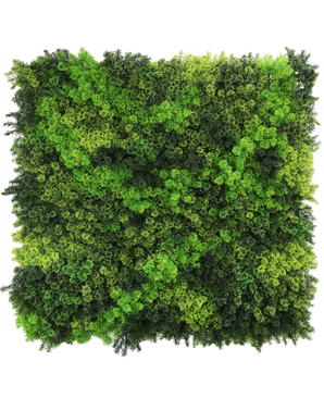 De Kunsthaag Fairyland Moss 100x100 cm UV is een vierkant paneel gevuld met weelderig, getextureerd mos in gevarieerde licht- en donkergroene tinten, waardoor een levendig, natuurlijk oppervlak ontstaat voor elke ruimte.