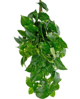 Den konstgjorda hängande växten Golden Vine Deluxe 80 cm har livfulla gröna, hjärtformade löv som faller ner för att bilda en frodig bild mot en vanlig vit bakgrund.
