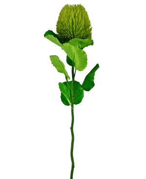 Den konstgjorda blomman Banksia 59 cm grön är en enda grön sidenblomma med en fluffig, rund blomma och sågtandade blad på en lång stjälk - perfekt för alla konstgjorda blomdekorationer och vacker mot en vanlig vit bakgrund.