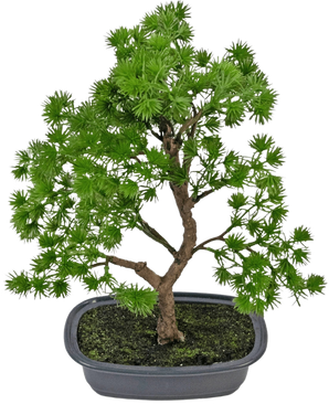 Den konstgjorda växten Bonsai Juniper 30 cm har täta ljusgröna blad och en vriden stam, i en grund grå kruka med mörk jord, mot en vanlig vit bakgrund.