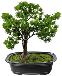 Konstgjord växt Bonsai Enbär 20 cm