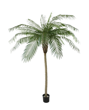 De Kunstpalm Phoenix De Luxe 210 cm heeft lange, gebogen groene bladeren en een gestructureerde stam, in een kleine zwarte pot tegen een effen witte achtergrond.