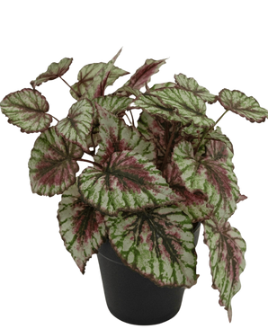 Den konstgjorda Begonia-växten i en 25 cm kruka har stora, strukturerade blad i grönt, vitt och rosa. Presenteras i en liten svart kruka mot en vanlig vit bakgrund.