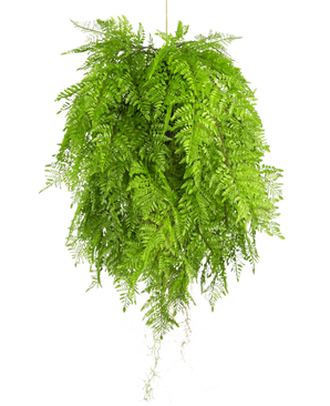 Den konstgjorda hängväxten Ormbunke med rötter d80 cm med hängsystem har långa, graciösa blad och är perfekt för en stilren inredning mot en vit bakgrund.
