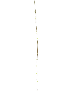 Konstblomma Salix pil 150 cm är en enda smal gren med små knoppar längs sin längd, mot en vanlig vit bakgrund.