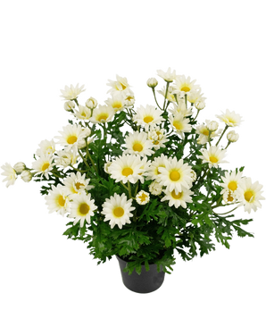 Konstgjord växt Daisy 31 cm