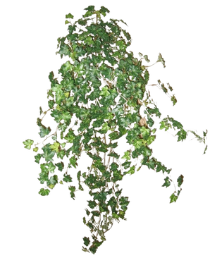 Artificiell murgröna Deluxe Grön 90 cm är ett kluster av täta gröna murgrönarankor som löper nedåt och utåt, isolerade på en vanlig vit bakgrund.