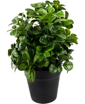 Artificiell Petunia 24 cm har täta, runda, glänsande gröna blad på korta stjälkar, arrangerade i en enkel svart kruka och mot en vanlig vit bakgrund.