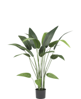 De Kunstplant Heliconia 110 cm, met lange stelen en brede groene bladeren, is ideaal voor kleine ruimtes inrichting of als kunstplant badkamer accent, mooi tegen een effen witte achtergrond.