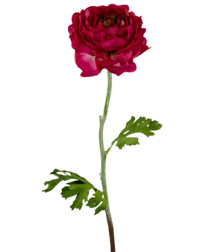 Den konstgjorda blomman Ranunculus 51 cm mörkrosa är en konstgjord mörkrosa ranunculus med skiktade kronblad, en lång grön stjälk och djupt flikiga gröna blad, isolerade på en vit bakgrund.