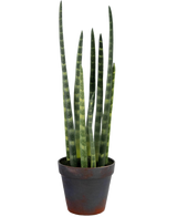 De Kunst Sansevieria Cylindrica 43 cm is een slangenplant in pot met hoge, rechtopstaande groene bladeren en subtiele horizontale strepen, tegen een effen witte achtergrond.
