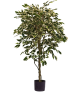 Den konstgjorda växten Ficus Variegated 150 cm har färgglada gröna och vita blad och en vriden stam, i en enkel svart kruka mot en vanlig vit bakgrund.