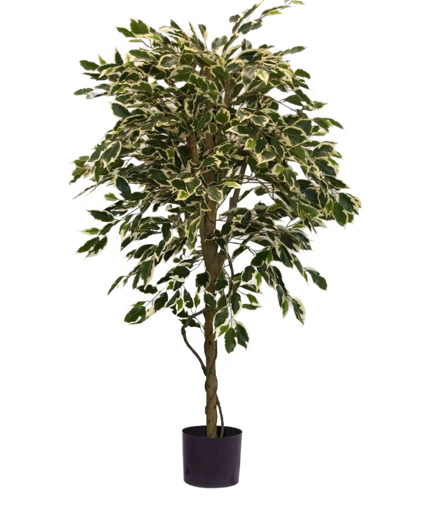 Den konstgjorda växten Ficus Variegated 150 cm har färgglada gröna och vita blad och en vriden stam, i en enkel svart kruka mot en vanlig vit bakgrund.